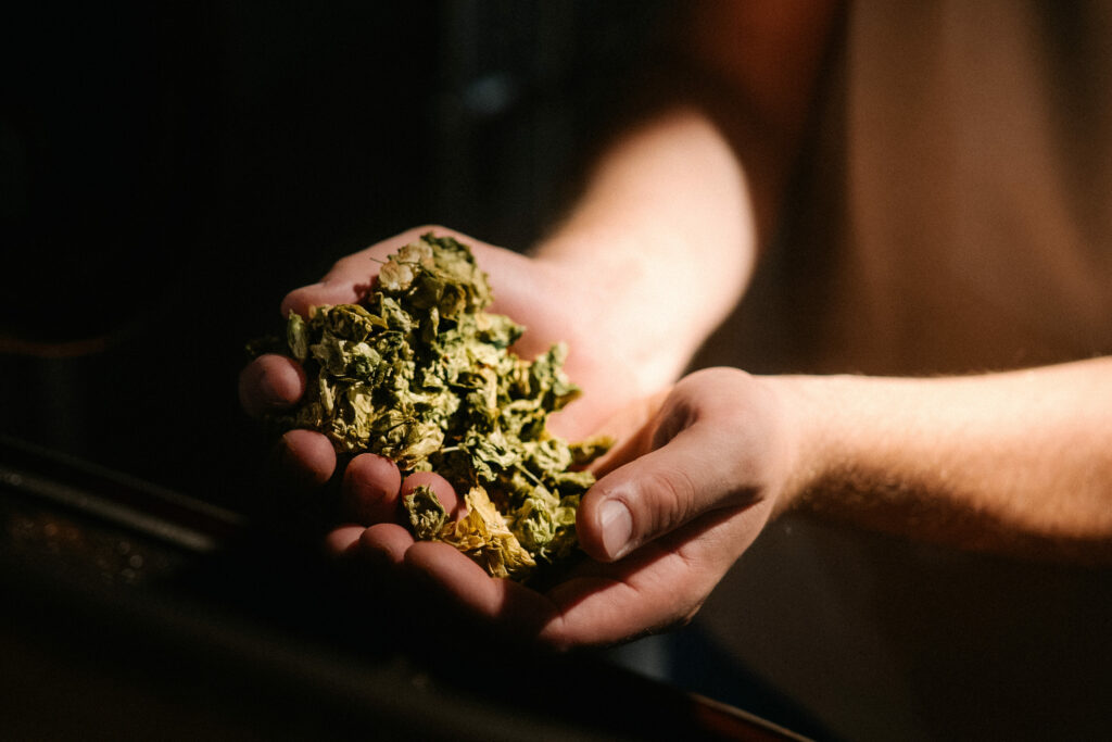 Auf dem Bild ist Getreide zu sehen.